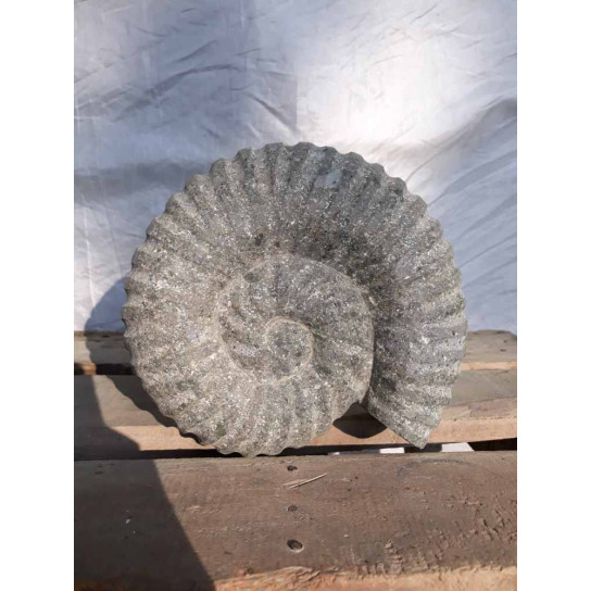 Sculpture coquille de nautilus en pierre volcanique 20 cm