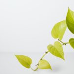 Plante Pothos verte aux feuilles brillantes idéale pour une salle de bain sans fenêtre