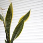 Sansevière graphique aux feuilles dressées, plante idéale pour salle de bain sombre