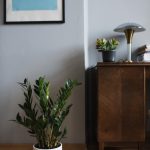 Zamioculcas ZZ plant aux feuilles vert foncé brillantes pour pièce peu lumineuse