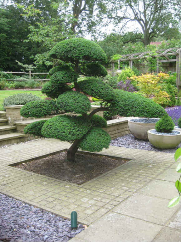 arbre niwaki dans un jardin japonais