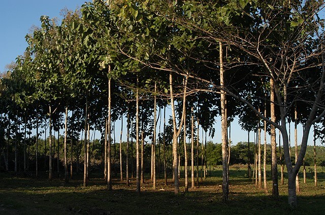 plantation d'arbres de teck